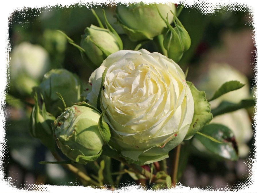 Wedding Piano róża wielkokwiatowa